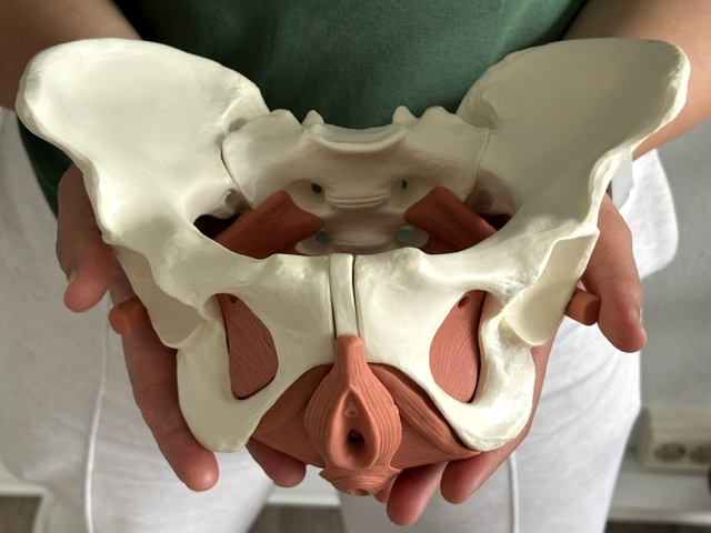 Beckenbodenrehabilitation - Bestandteil der physiotherapeutischen Behandlung